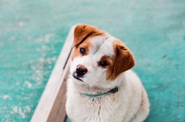 Pet insurance coverage cost vet - Insurance